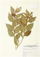 藏品(山柚)的圖片